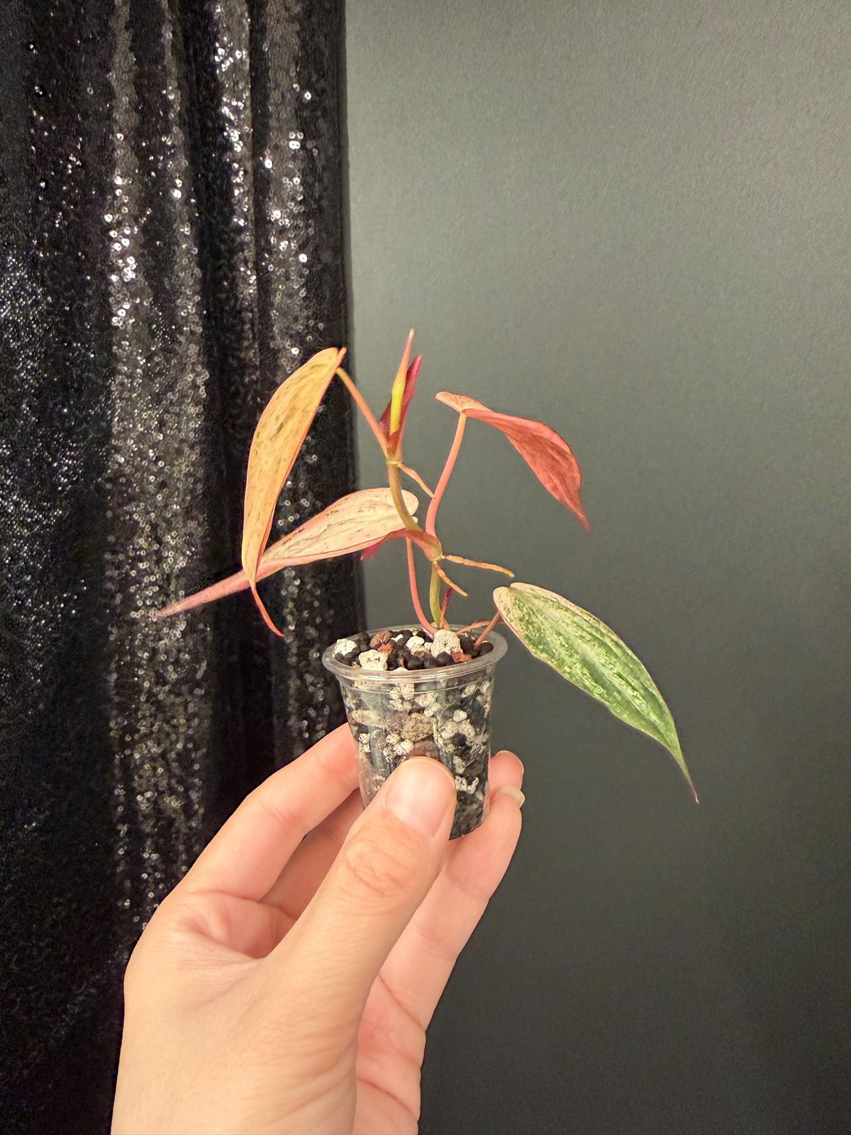 Philodendron Galaxy Dusty Pink Mint Micans, Rooted Top Cutting, US Seller