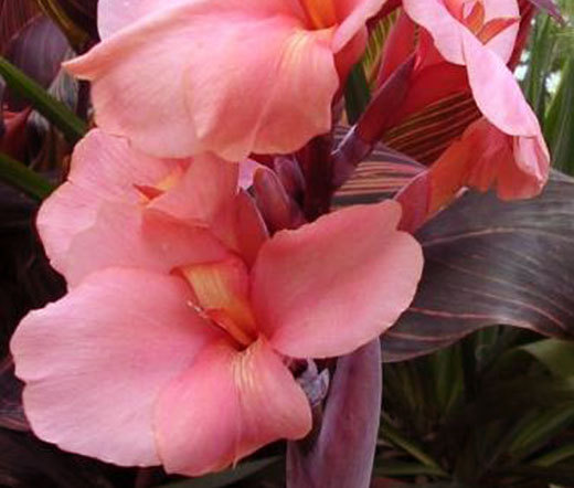 CANNA SALMON PINK Canna x Generalis- 50 Bulk Seeds