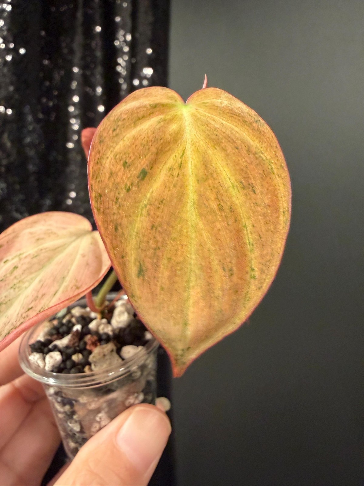 Philodendron Galaxy Dusty Pink Mint Micans, Rooted Top Cutting, US Seller