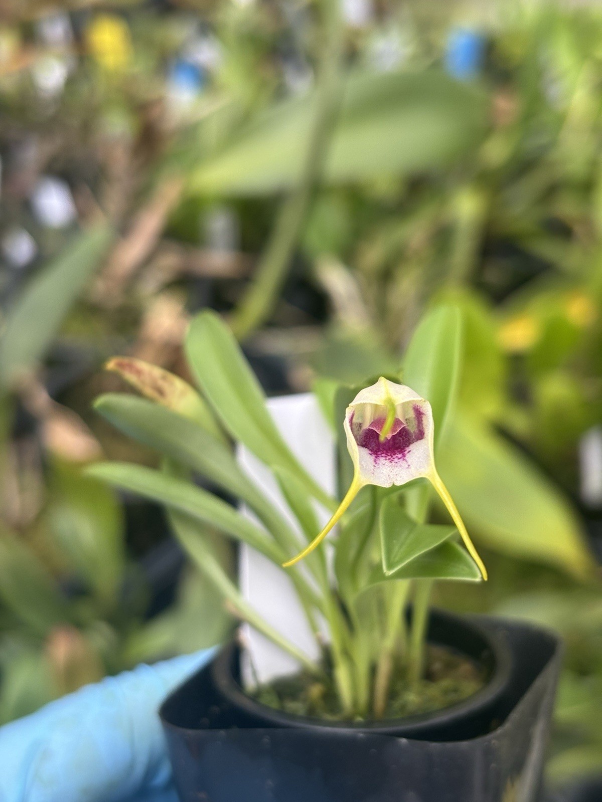 Masdevallia tinekeae very rare miniature orchid species Peru in SPIKE