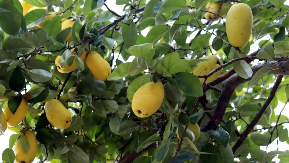 20 Chinese Quince Seeds for Planting Chaenomeles sinensis