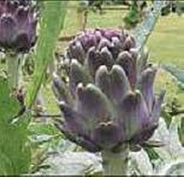 Artichoke Violet Seeds