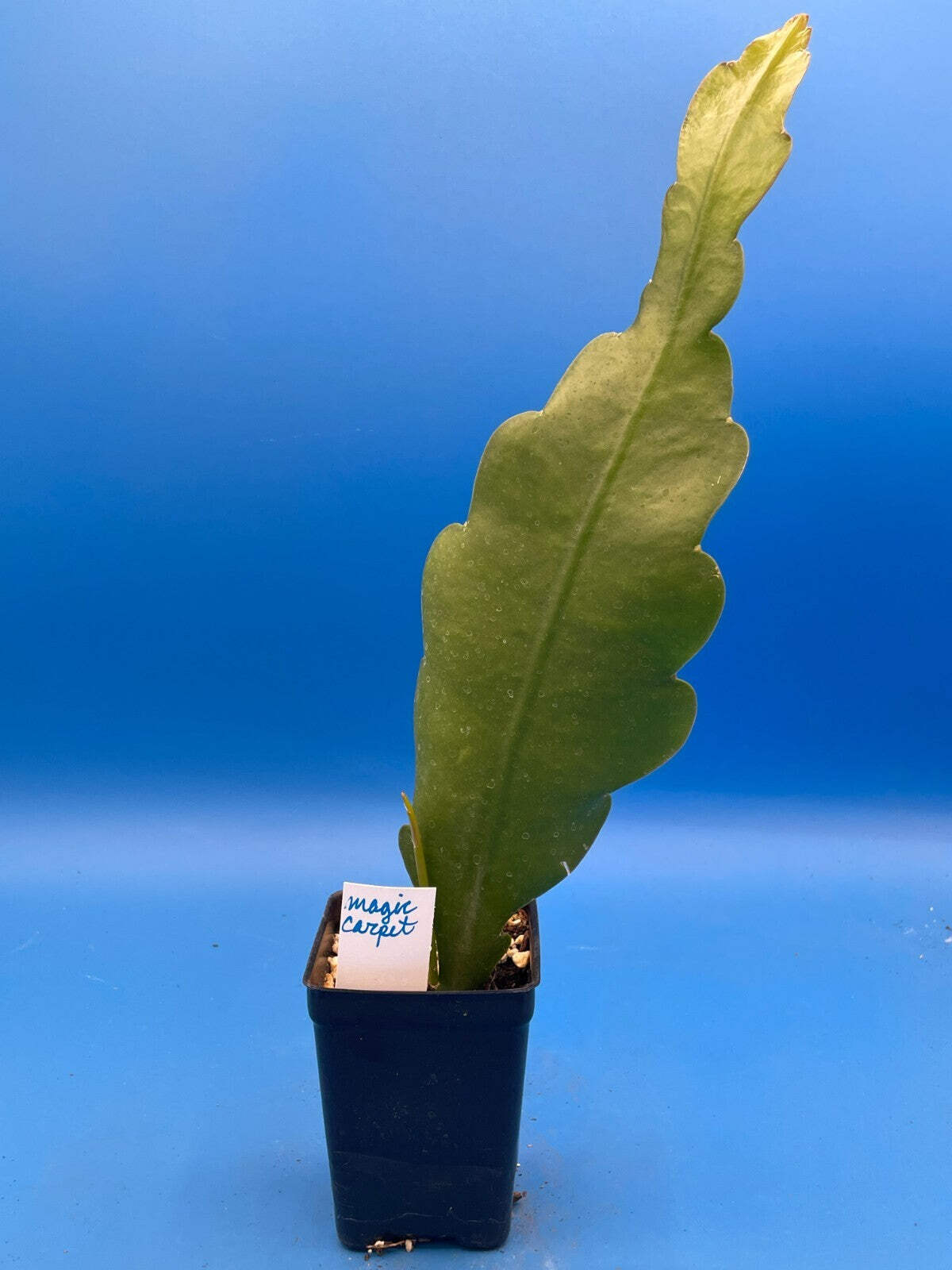 Epiphyllum Hybrid ‘Magic Carpet’ Fully-Rooted Starter Pot