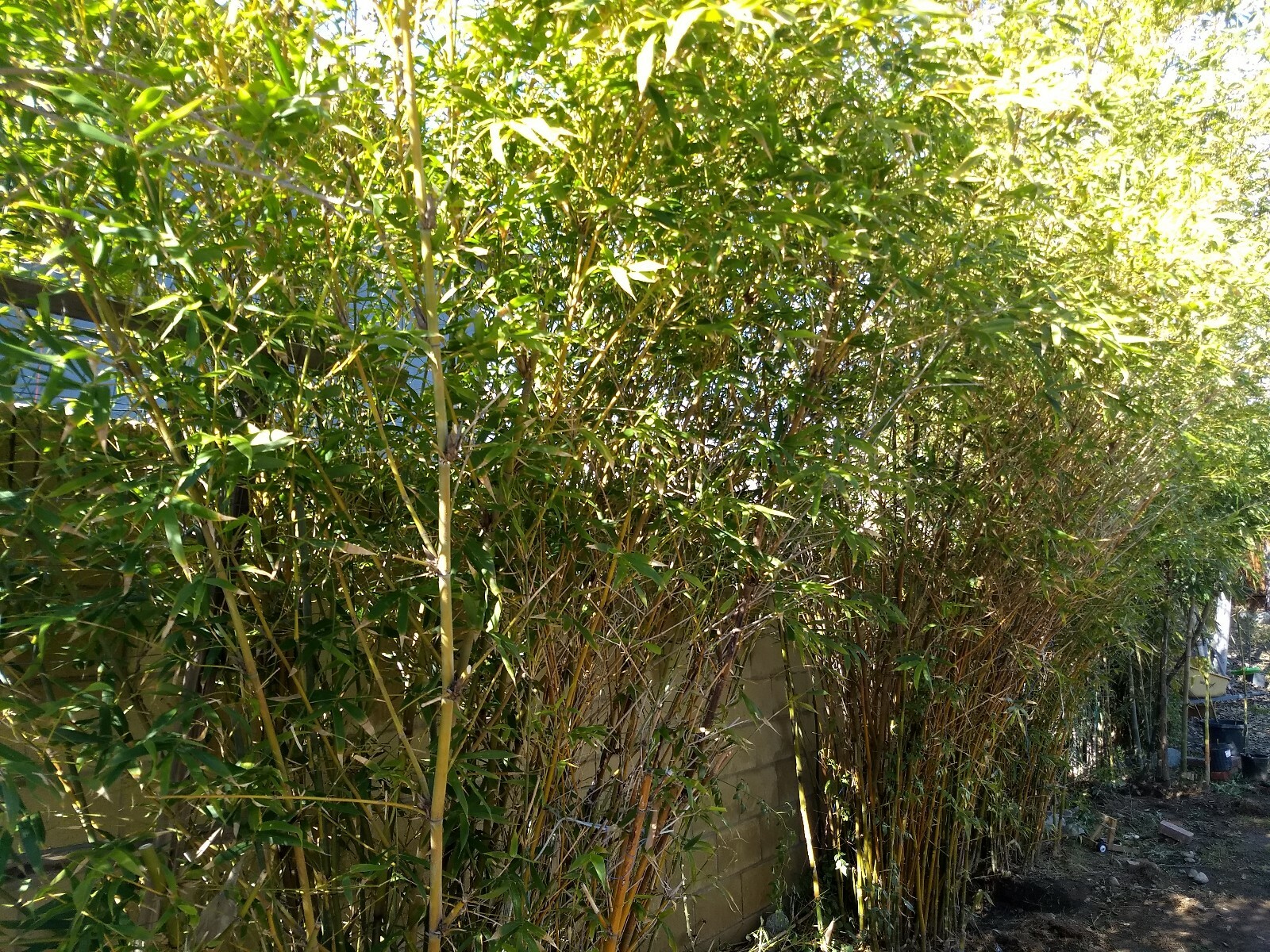 Bambusa Ventricosa*5-7 Gal. Clumping Bamboo*Non-Invasive*Privacy*Growing Season!
