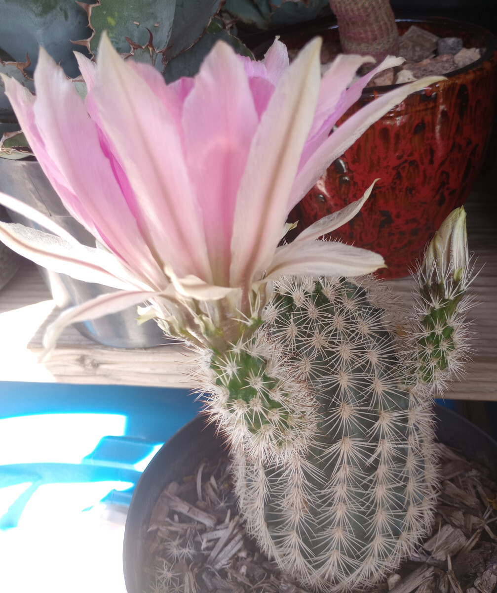 Echinocereus dasyacanthus West Texas Cactus Cold Hardy 237 LG Giant Flowers