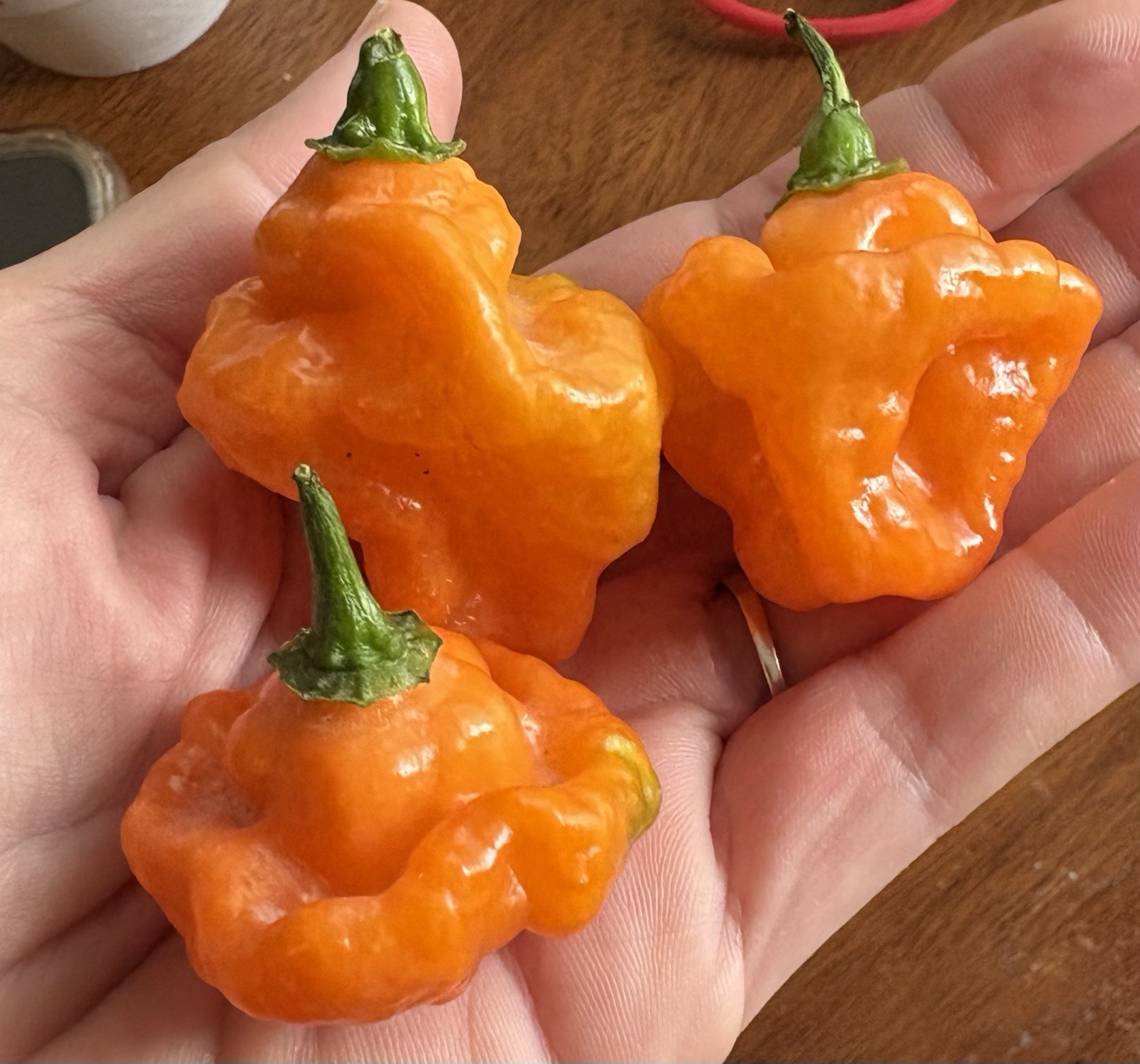 Green House Floor Hot Pepper Mix 16 Varieties 250+ Seeds