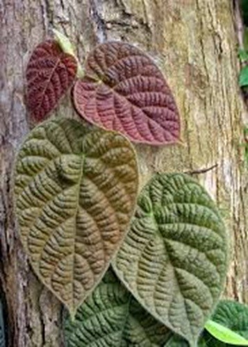 SUPER SALE Ficus villosa -3 fresh cuttings- free shipping