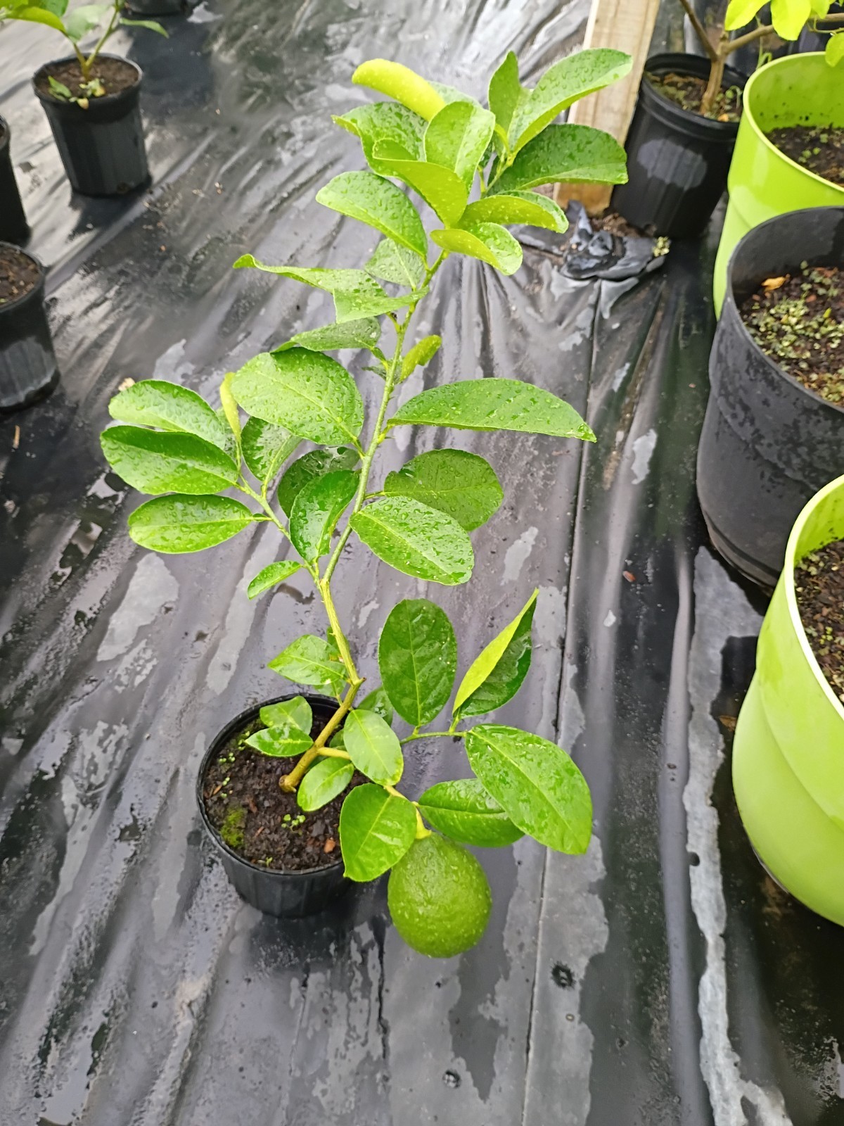 Panderosa Lemon Tree In 1 Gallon pot Producing Large Lemons