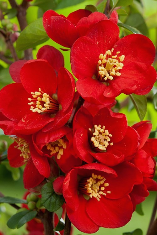 Chaenomeles Speciosa “Texas Scarlet” (Red Flowering Quince) Plant
