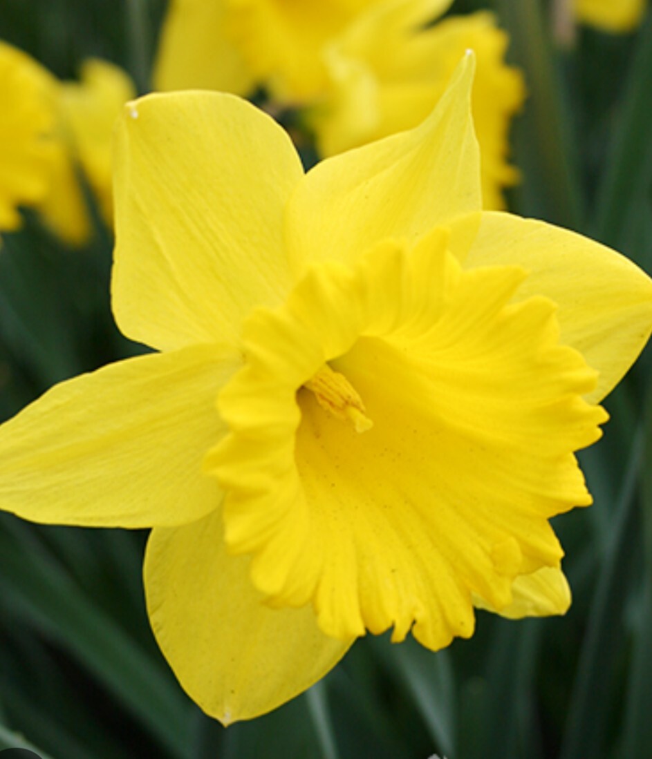 20x FRESH Daffodil Bulbs Mixed Varieties USA