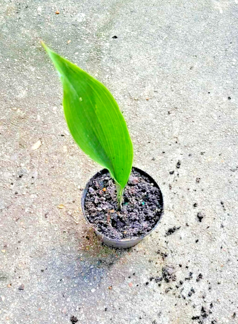 Live Dwarf Aspidistra “Tiny Tank” Cast Iron Plant 4″ Pot Easy Care Indoor