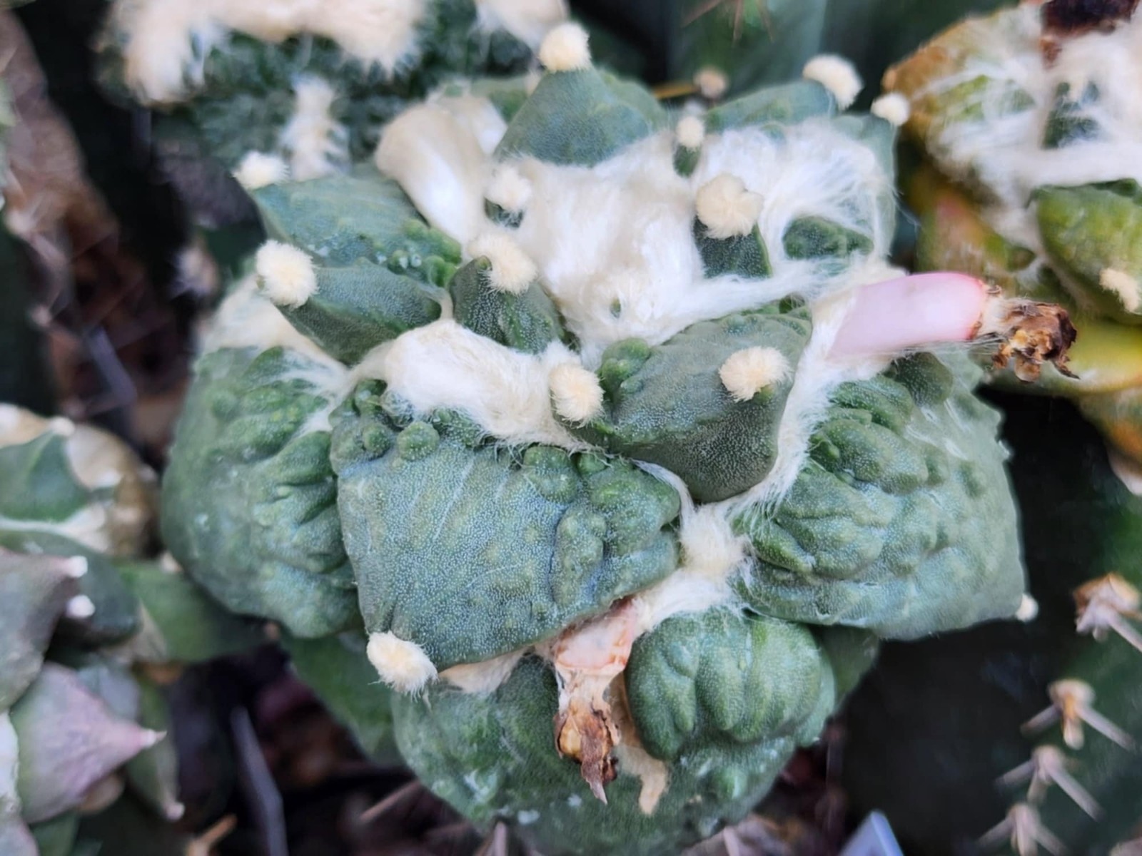Ariocarpus retusus Cv Tri-Finger x Cauliflower F2 – 10 Seeds F