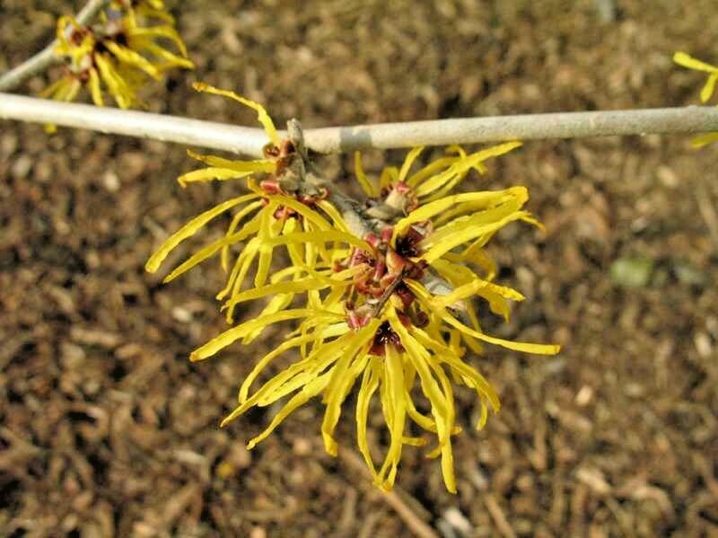 10 HARLOW CAR WITCH HAZEL SEEDS -Hamamelis × intermedia