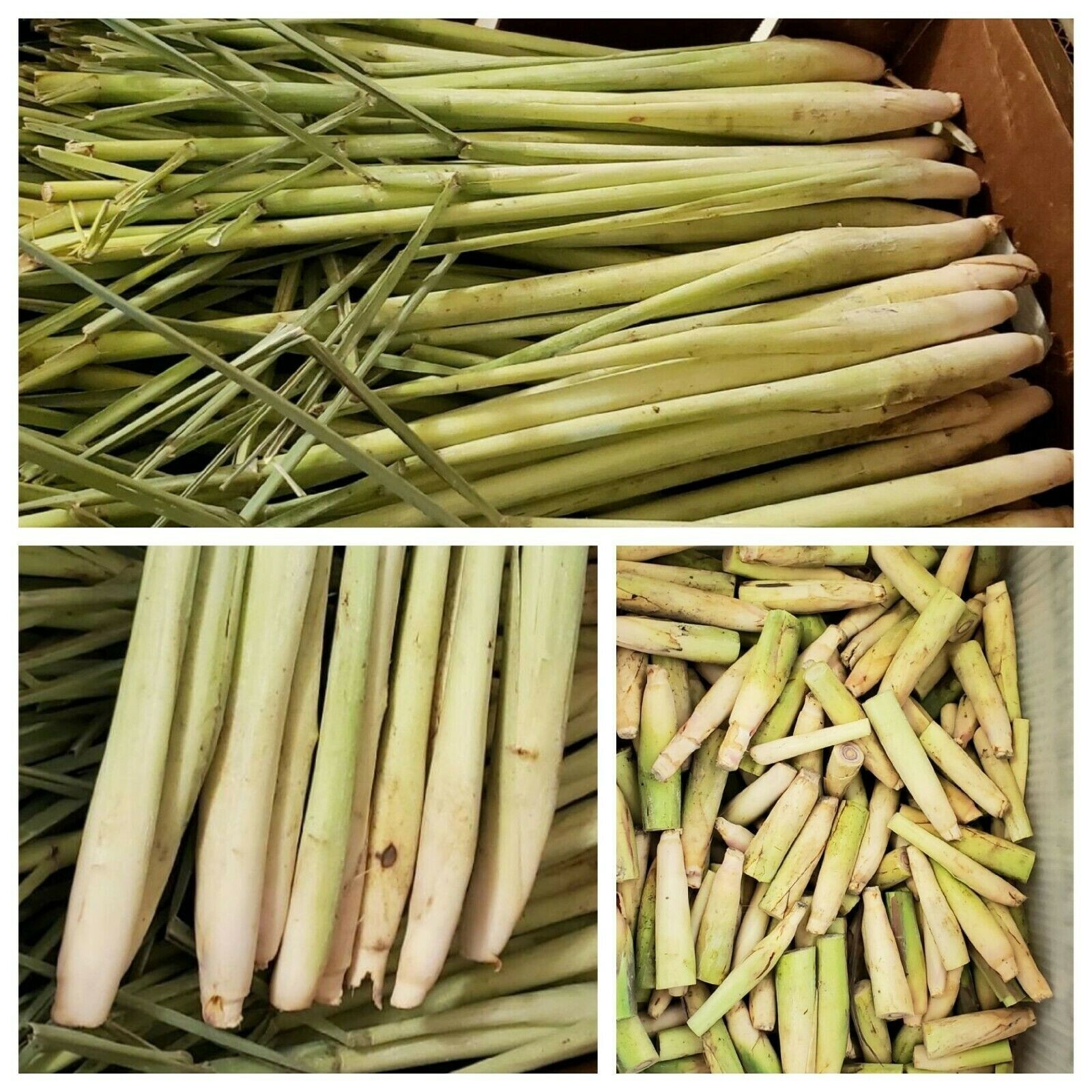 10 Live Lemongrass Stalks Cymbopogon Plant Herbal, Mosquito Repellent, Citronell
