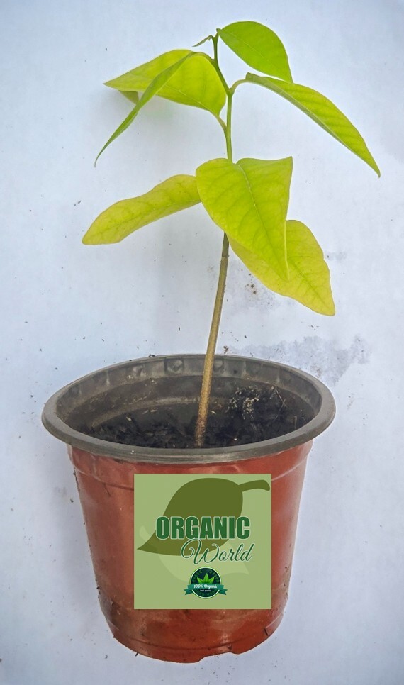 Organic Sugar Apple- Custard Apple Live Plant -5 inch tall comes with 4 inch pot