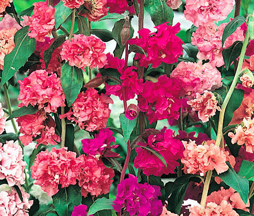 MOUNTAIN GARLAND Clarkia Unguiculata – 1,000 Seeds