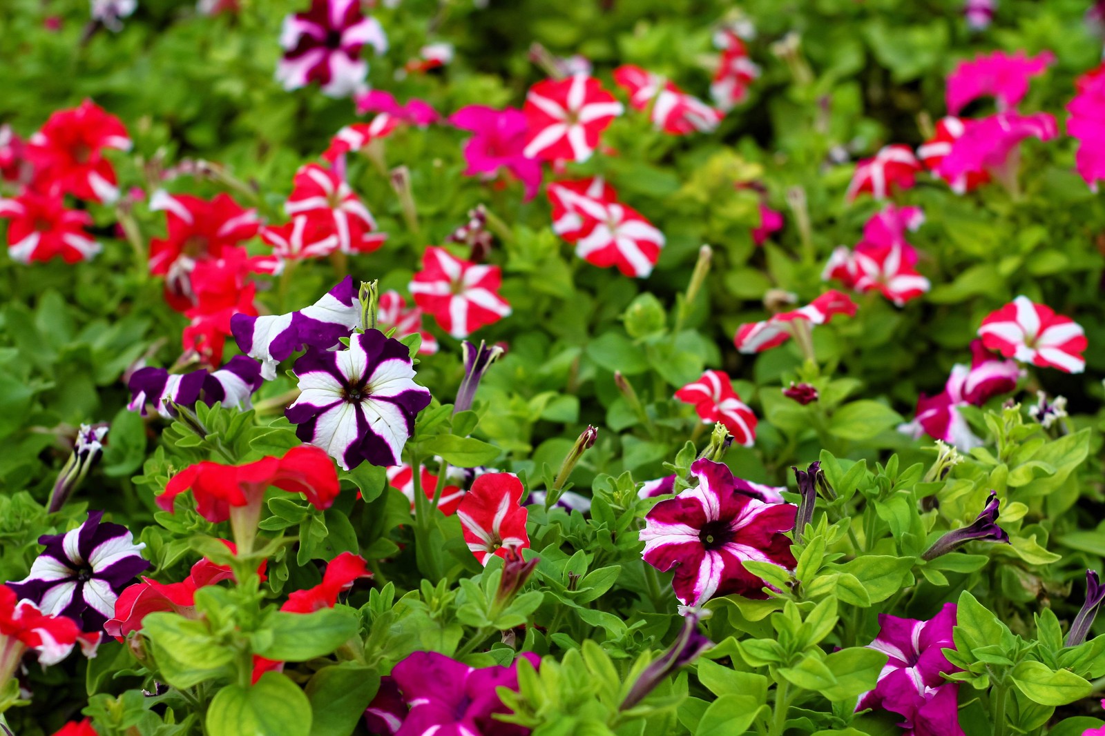 100 STAR MIX PETUNIA Mixed Colors Petunia Violacea Flower Seeds Red Blue Purple