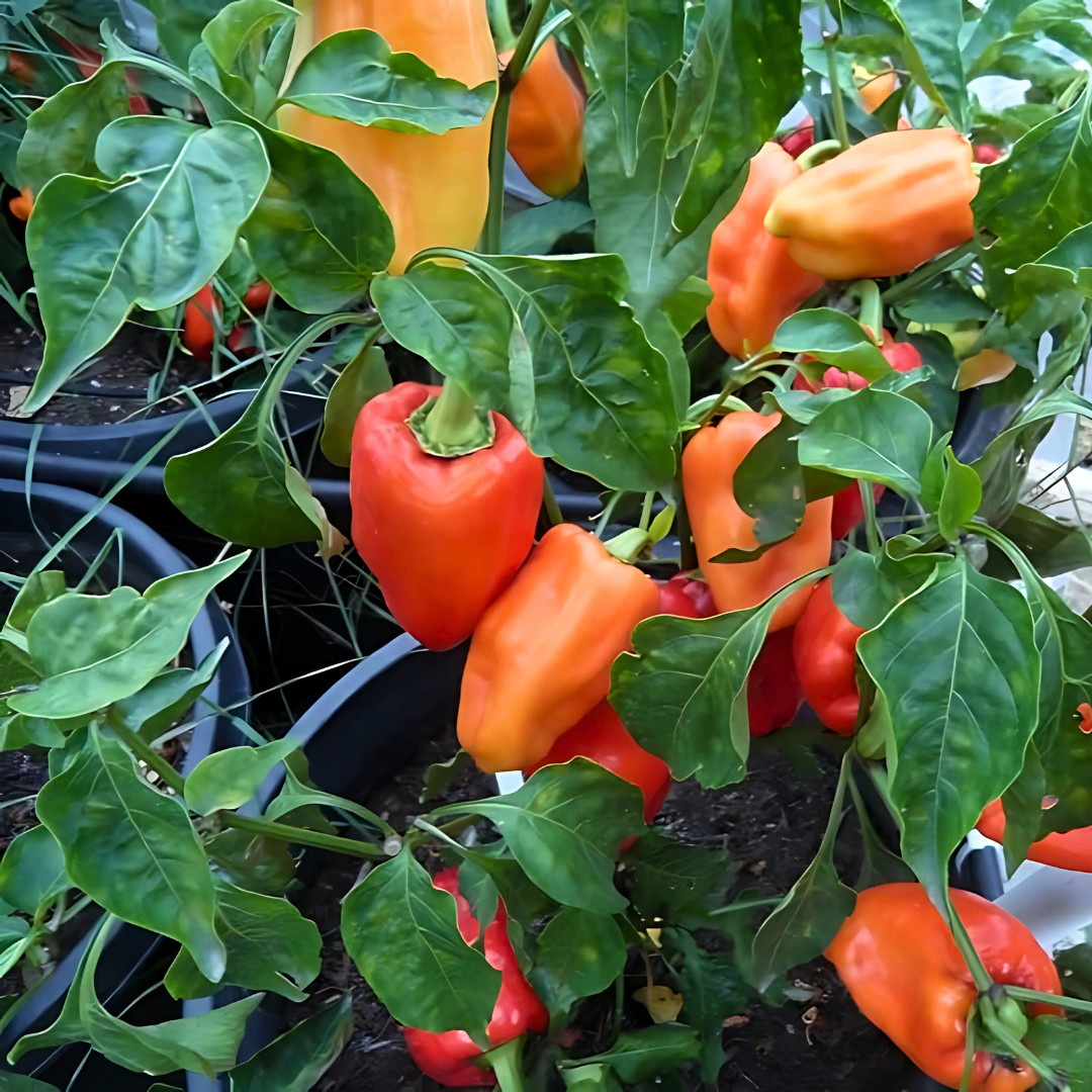 Fresh Paprika Pepper Seeds | Organic | Heirloom Non-GMO | Vegetable Seeds
