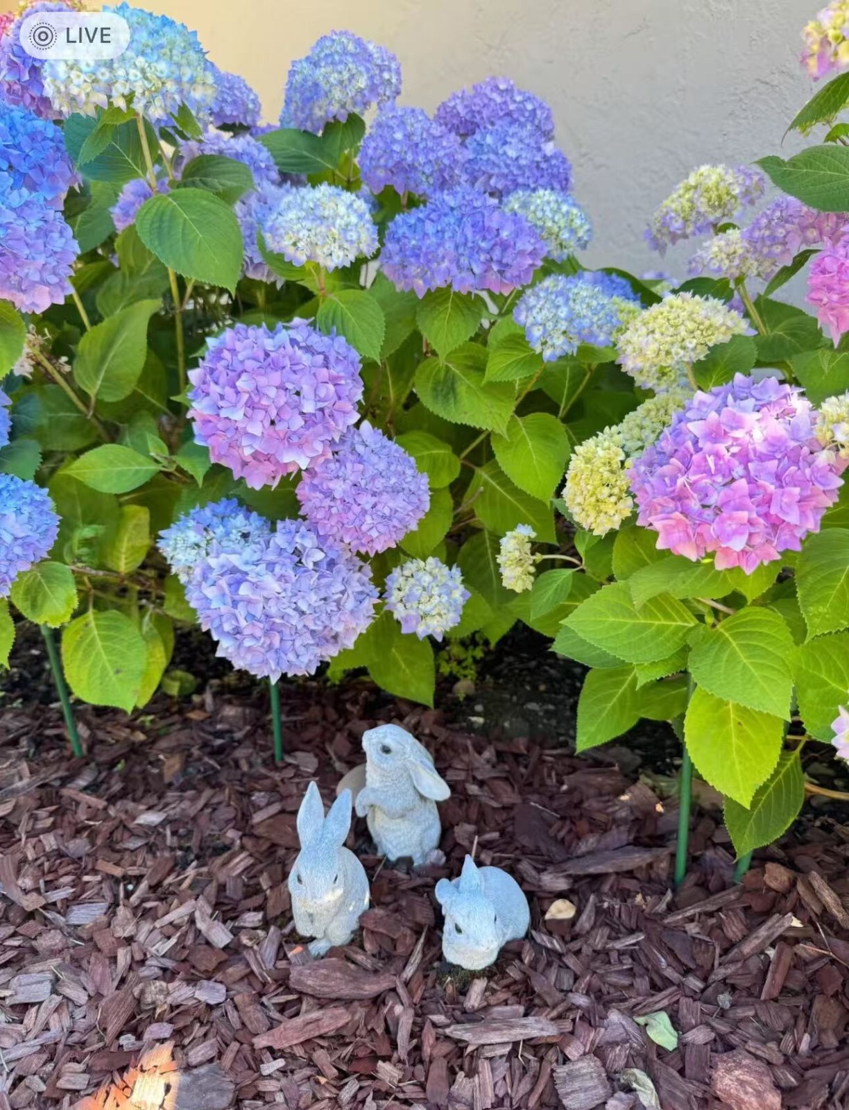 30 Mixed Blue Hydrangea Seeds Giant Snowball Fast Growing Flower