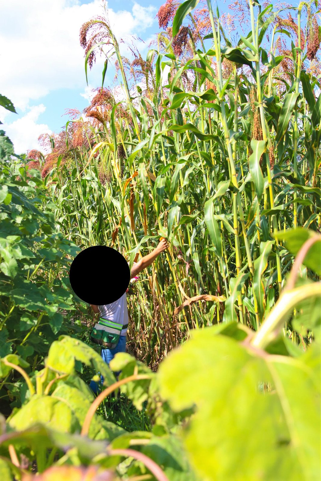 Red Broom Corn Seeds | Sorgum Bicolor Millet Mixed Colors Grain Flower Seed 2024