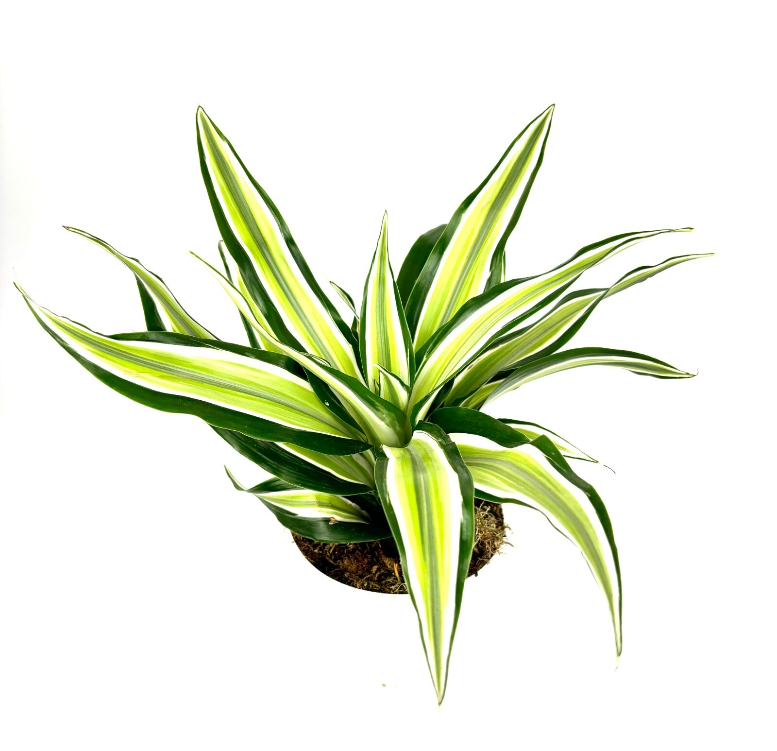 Dracaena Malaika Air Purifying Houseplants House Plants, 4″ Pot
