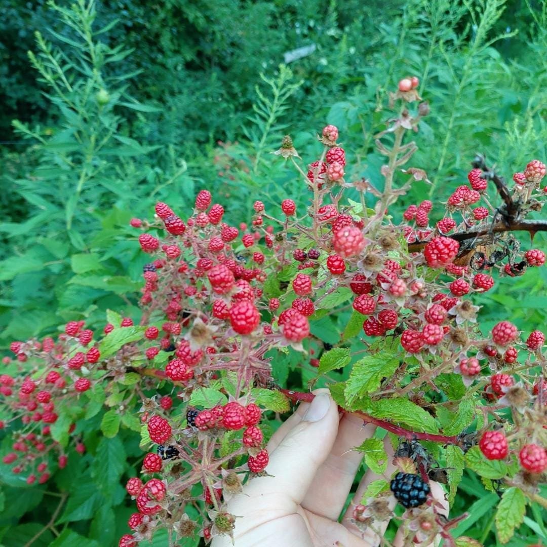 Allegheny Blackberry Plant: High Bush, Native North American Species