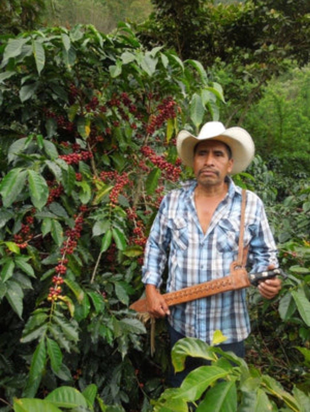 Mexican Coffee Bean Tree Seeds (25) / Chiapas McCabe / DELICIOUS / Super RARE