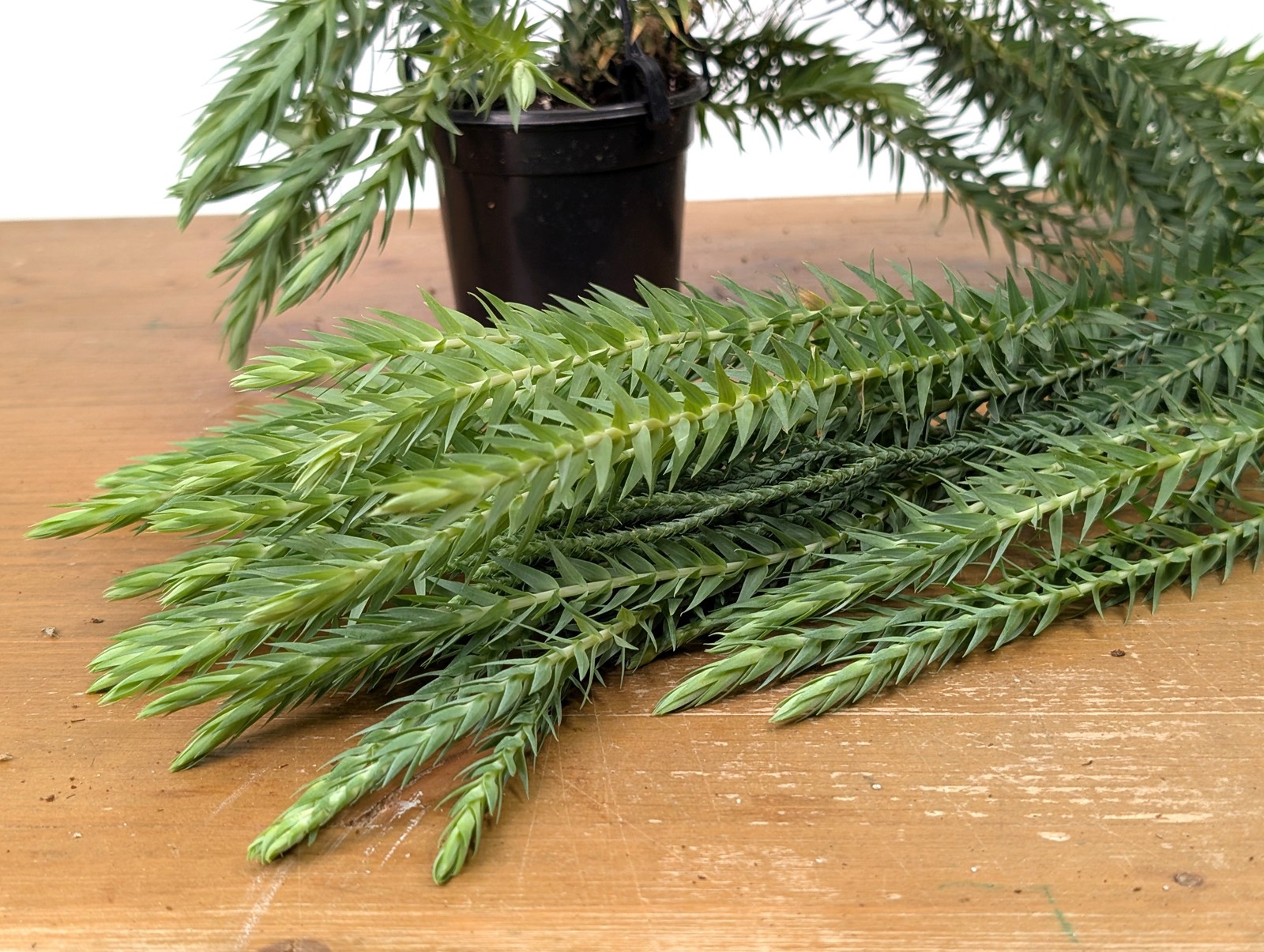 Huperzia Goebelii – Blue Tassel Clubmoss – 4 inch pot