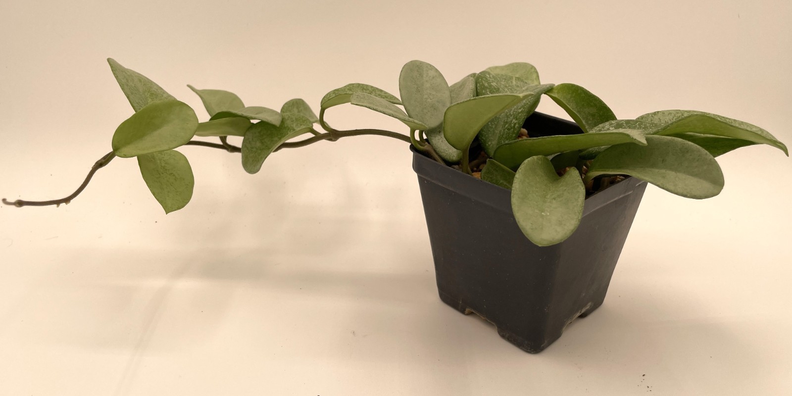 Hoya Carnosa ‘ Nova Ghost ‘ – 3.5 Inch Pot Super Healthy and Fully Rooted!