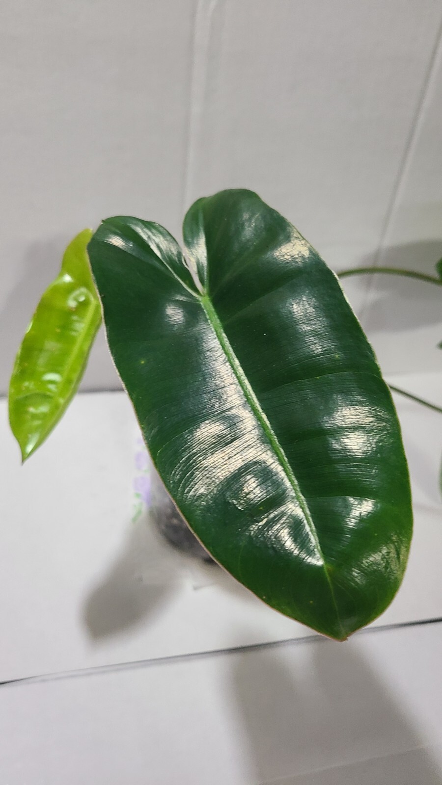 philodendron burle marx Rooted Top Cutting In 5 Inch Pot. 17″ Wide 10″ Tall
