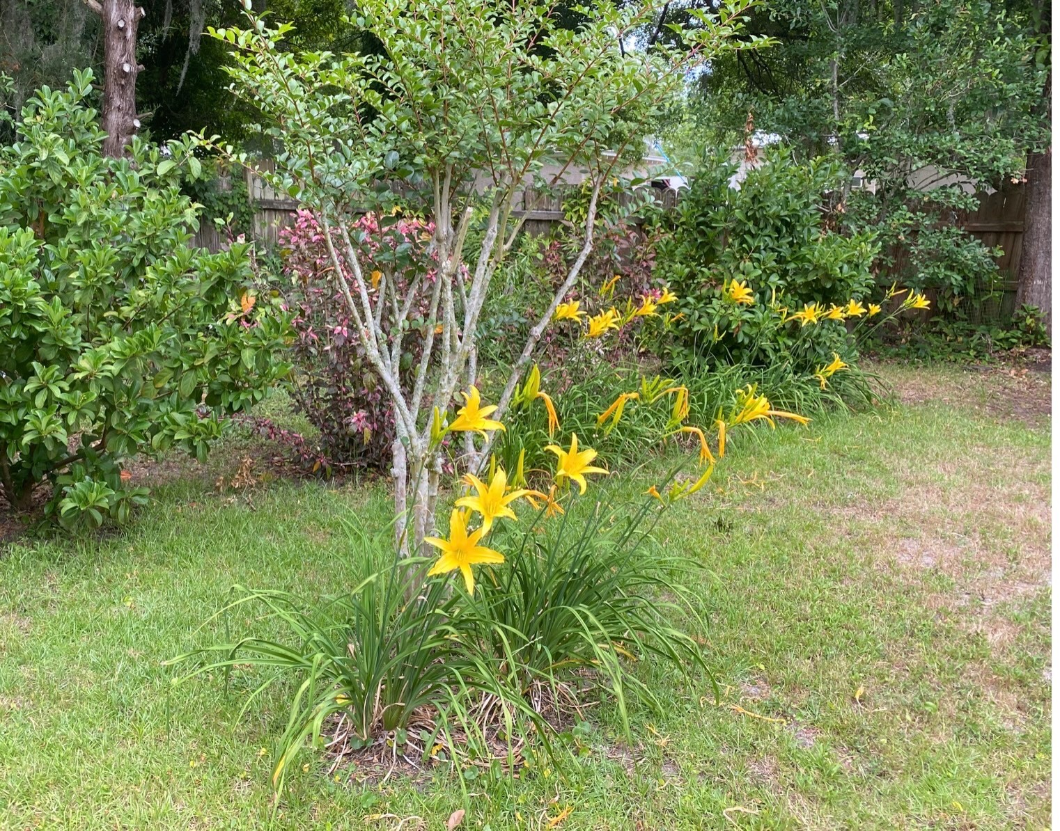 DAYLILIES – LARGE YELLOW FLOWERS APRIL-DECEMBER BLOOMS (3 “fans”)