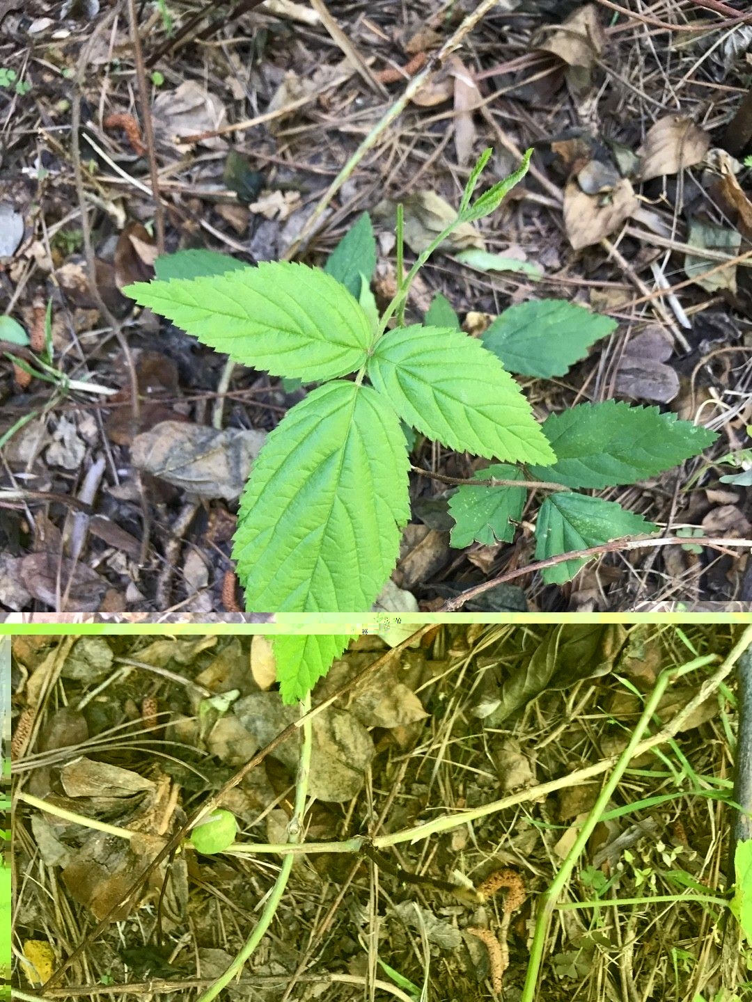 Sawtooth Blackberry Pack Of 5 Live Rooted