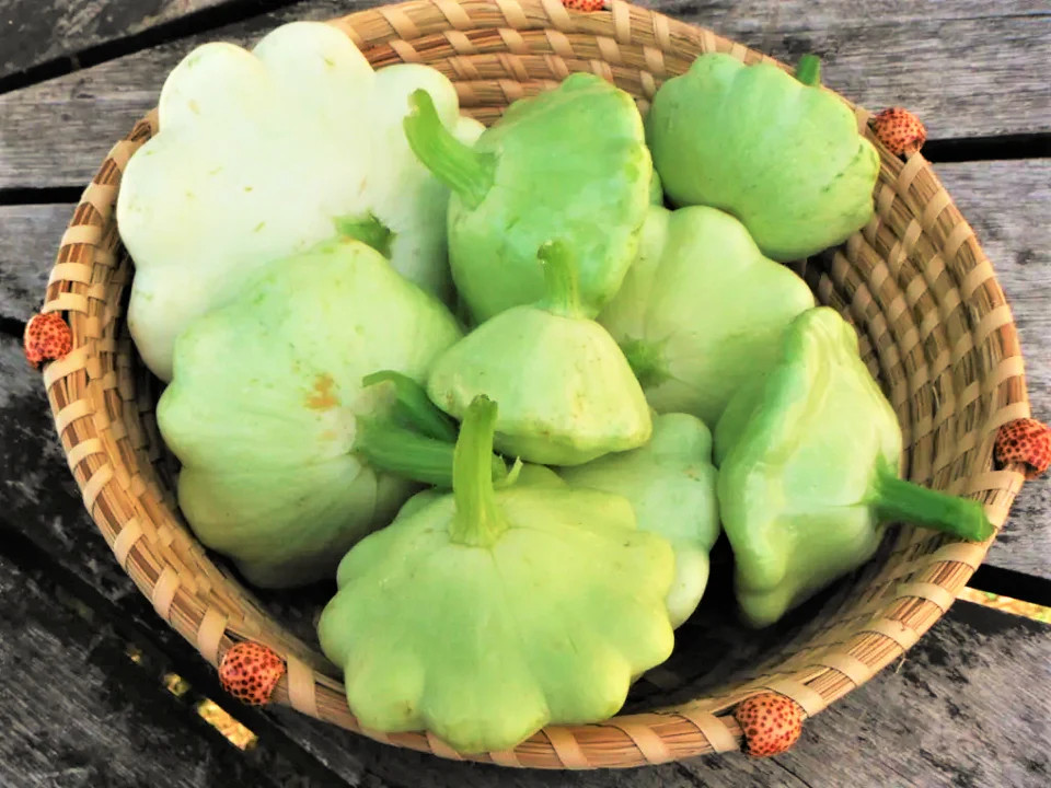 Benning’s Green Tint Patty Pan Seeds | Bush Scallop Squash Vegetable Seed 2024
