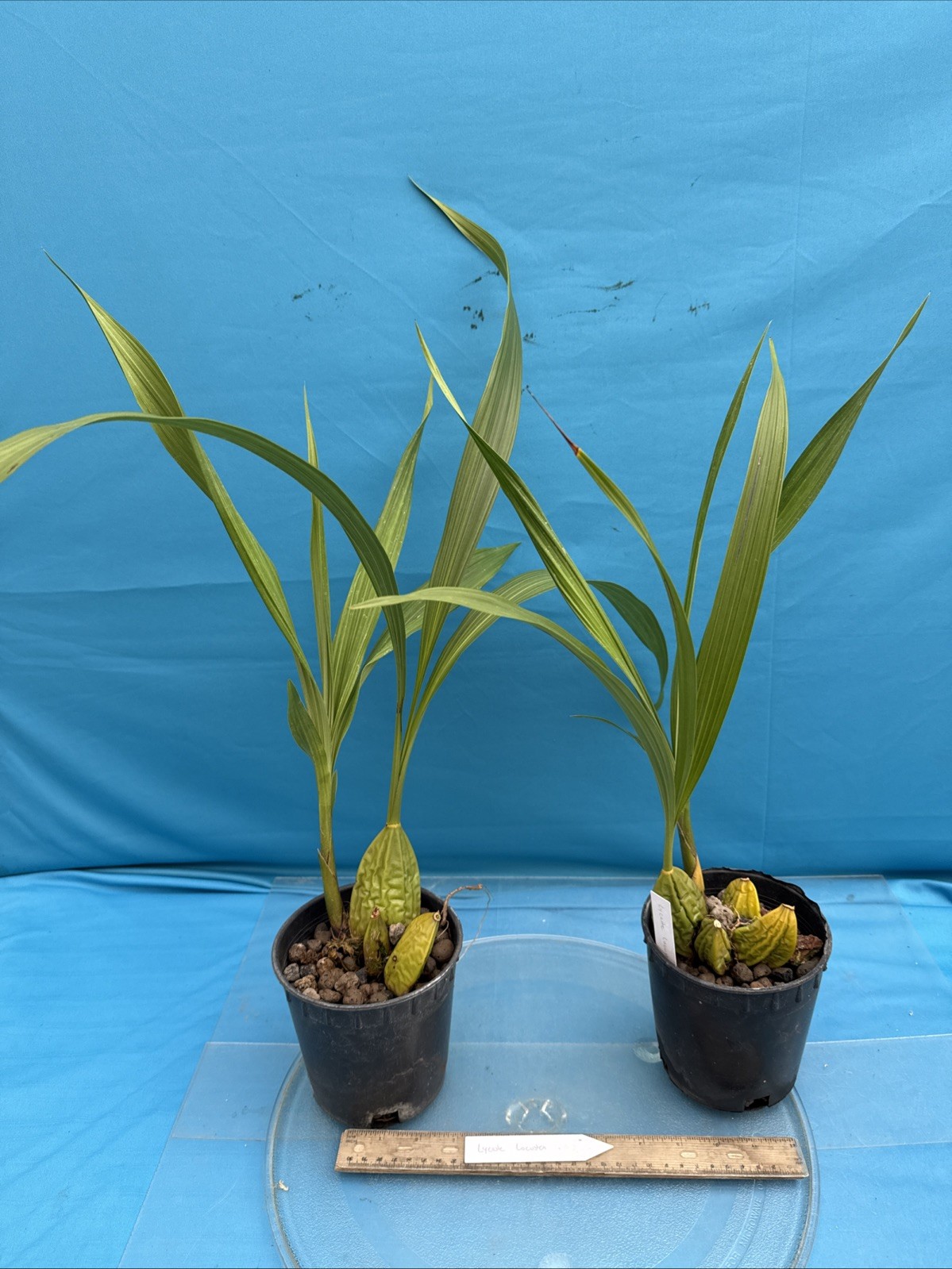 Lycaste (Ida) locusta Green White Bloom Size Orchid Species New Grow 5.5” Pot