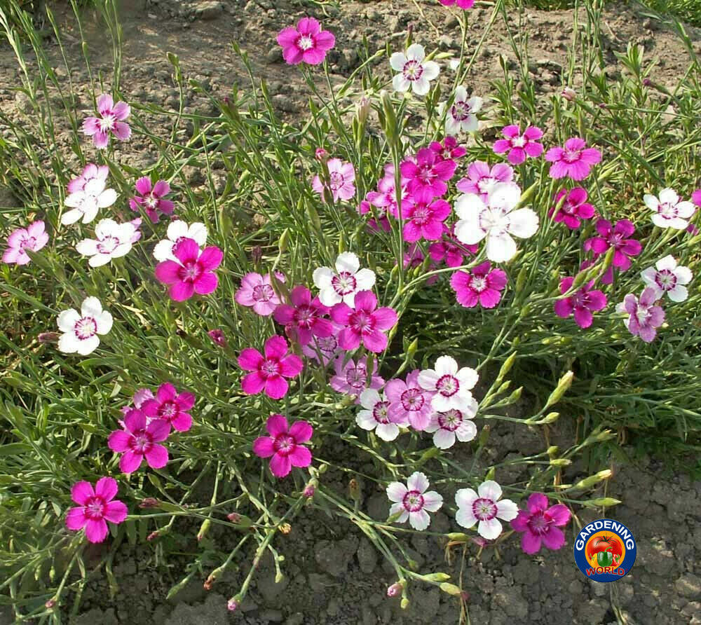 MAIDEN PINKS Flower Seeds Dianthus Mixed Colors Fragrant (1000 to 10,000 SEEDS)