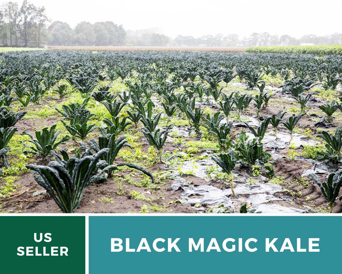 Kale, Black Magic – 100 Seeds – Sow Spring/Summer – NonGMO (Brassica oleracea)