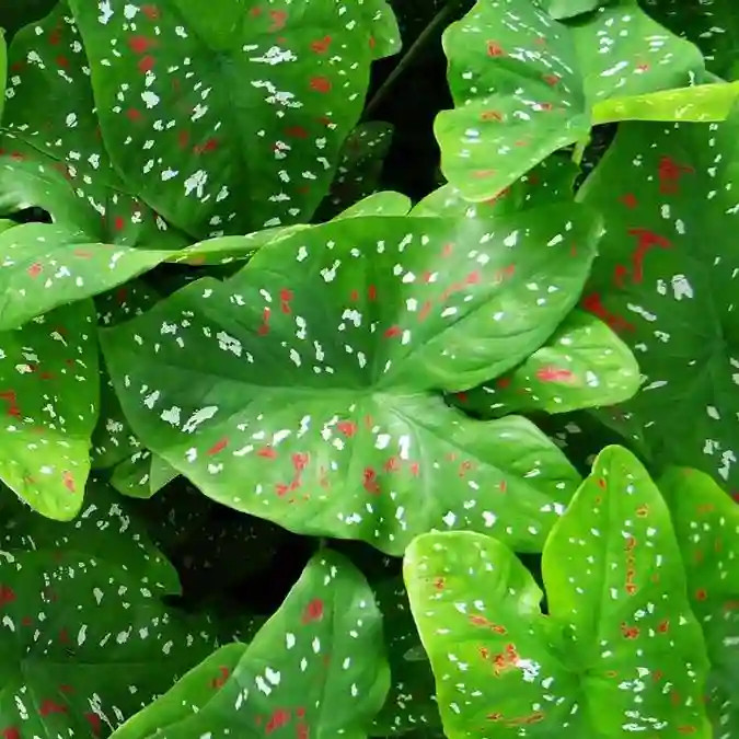 Caladium ‘Florida Clown’ Bulbs – Size #2 (4 Bulbs, 1″–1.5″) – New Crop 2025