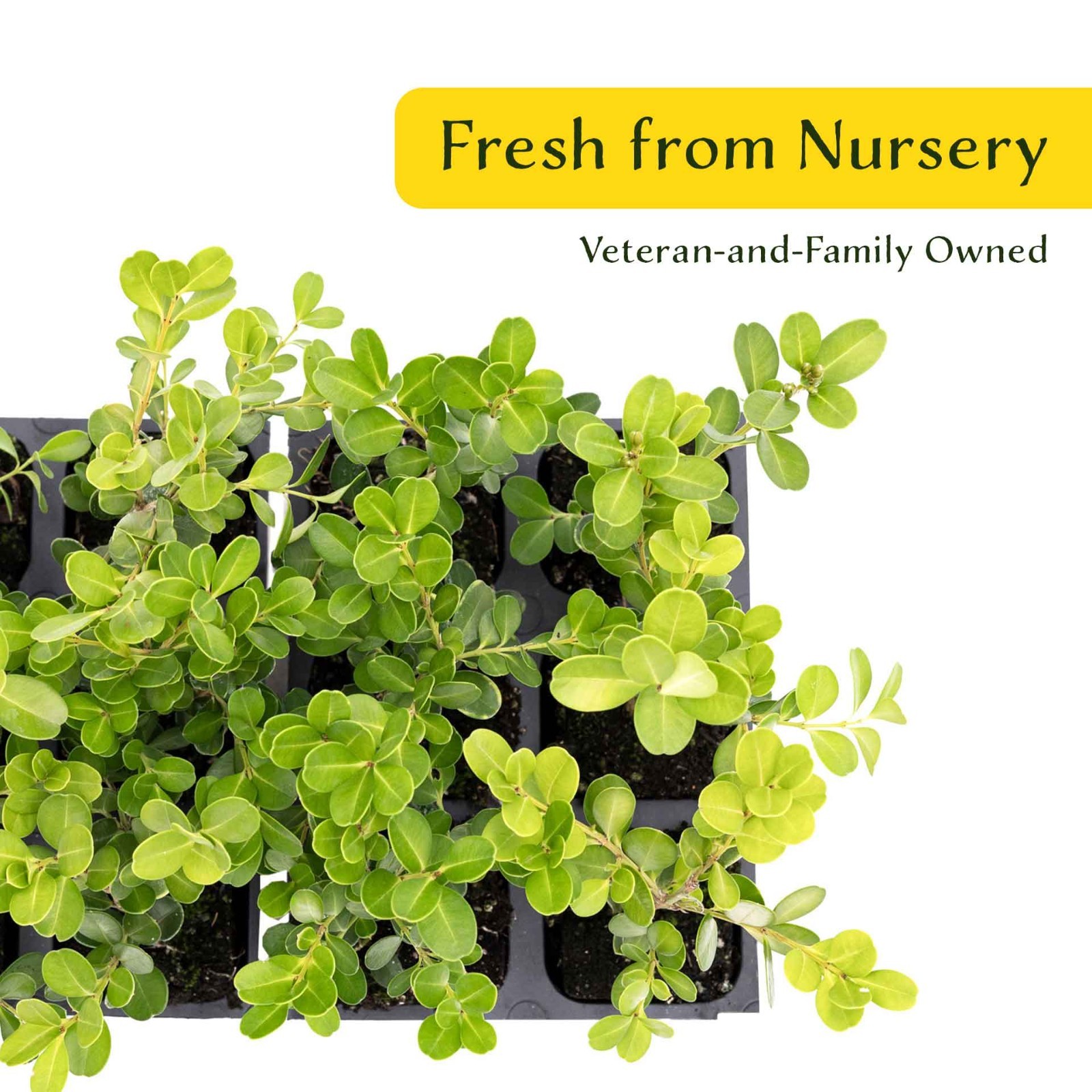 3 Japanese Boxwood Plants in 2.5” Cubes, Dense & Compact Evergreen Shrub (Buxus)