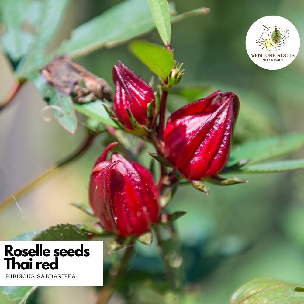 Roselle seeds – Thai red – Seeds, Non-GMO, Open – Pollinated