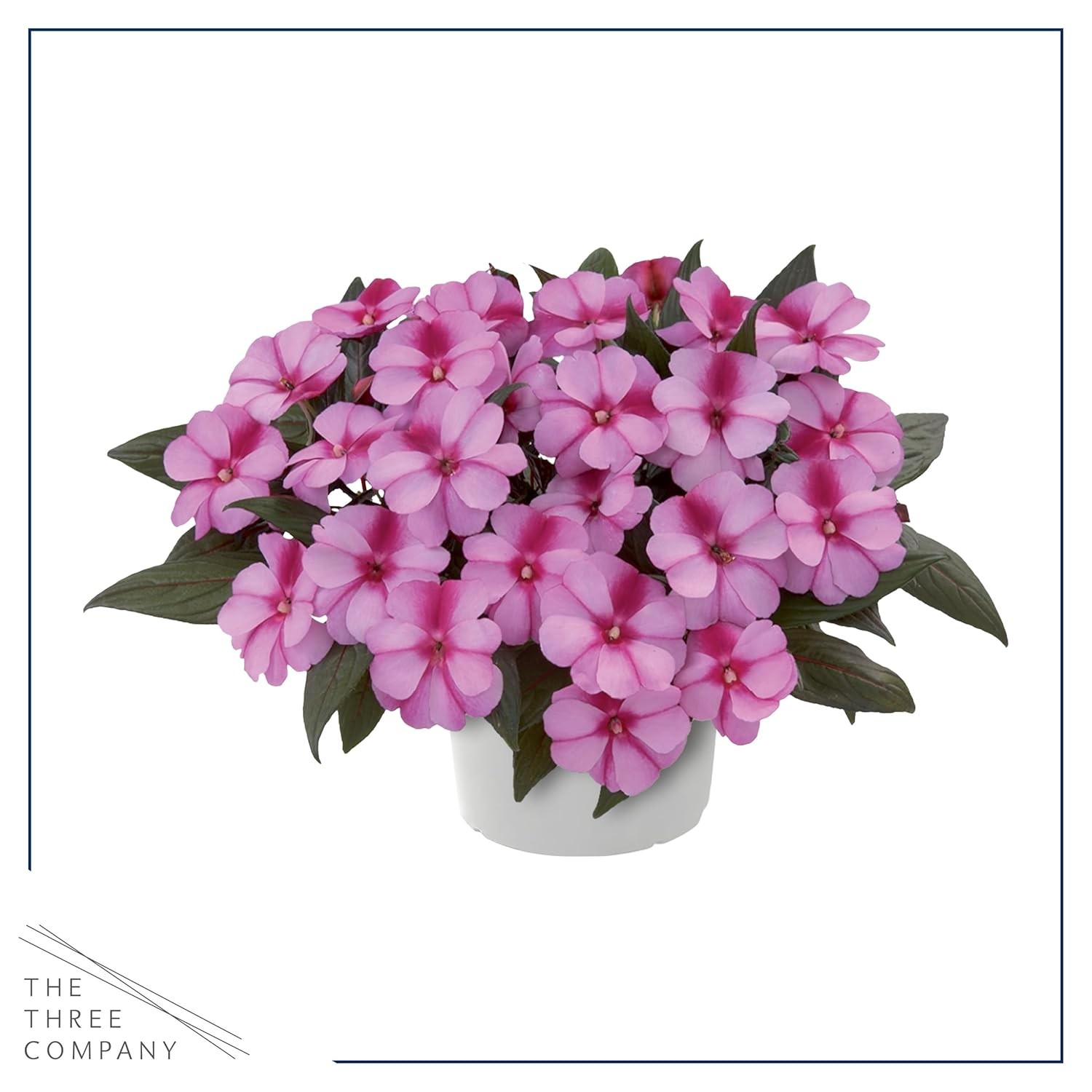 Live Flowering New Guinea Impatiens – Grower’s Choice Assorted Colors (3 Plants