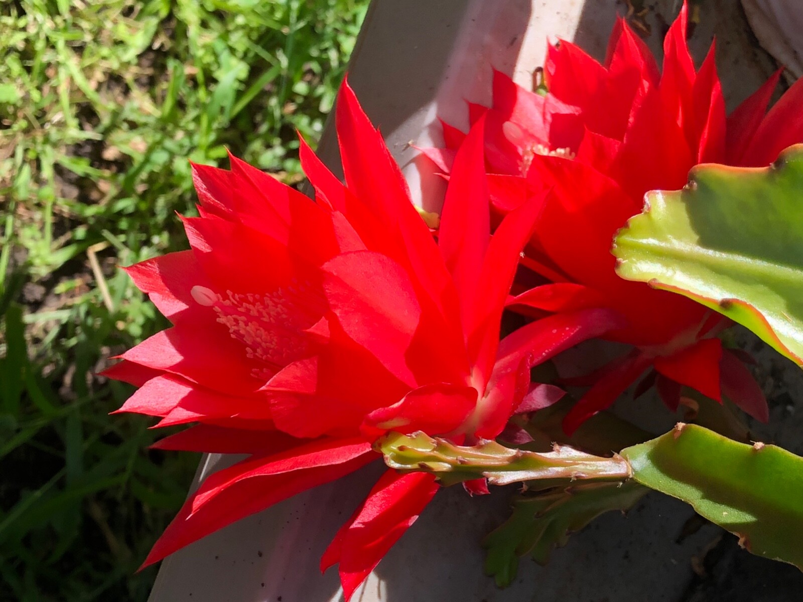 3 cuttings of Red epiphyllum Ackermannii orchid cactus each 5 to 8 inches long
