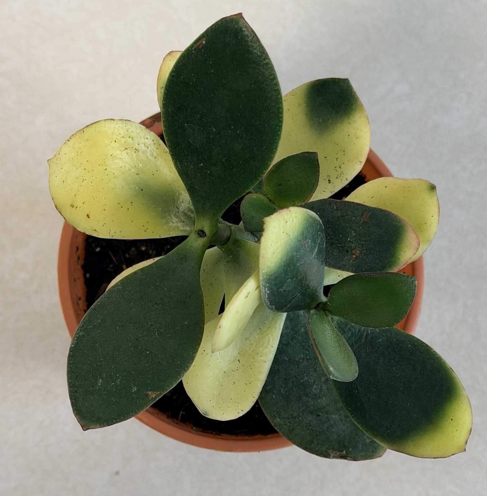 Tri Color Jade Plant In 3” Inch Plastic Flower Pot.