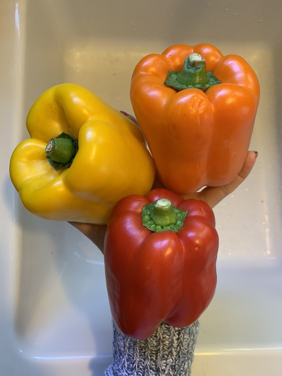 50 Homegrown Delicious Red Orange Yellow Bell Pepper Seeds Garden Vegetable USA