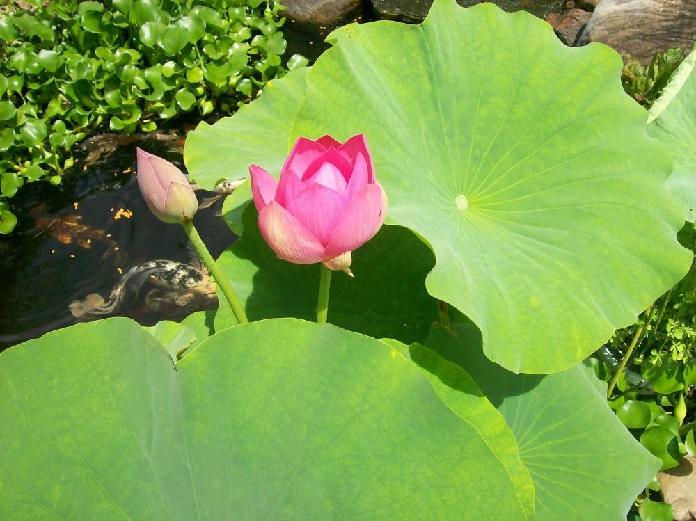 The PRESIDENT ~ Live Hardy Lotus Tuber Pond Bog Water Plant FLOWER WILL BLOOM