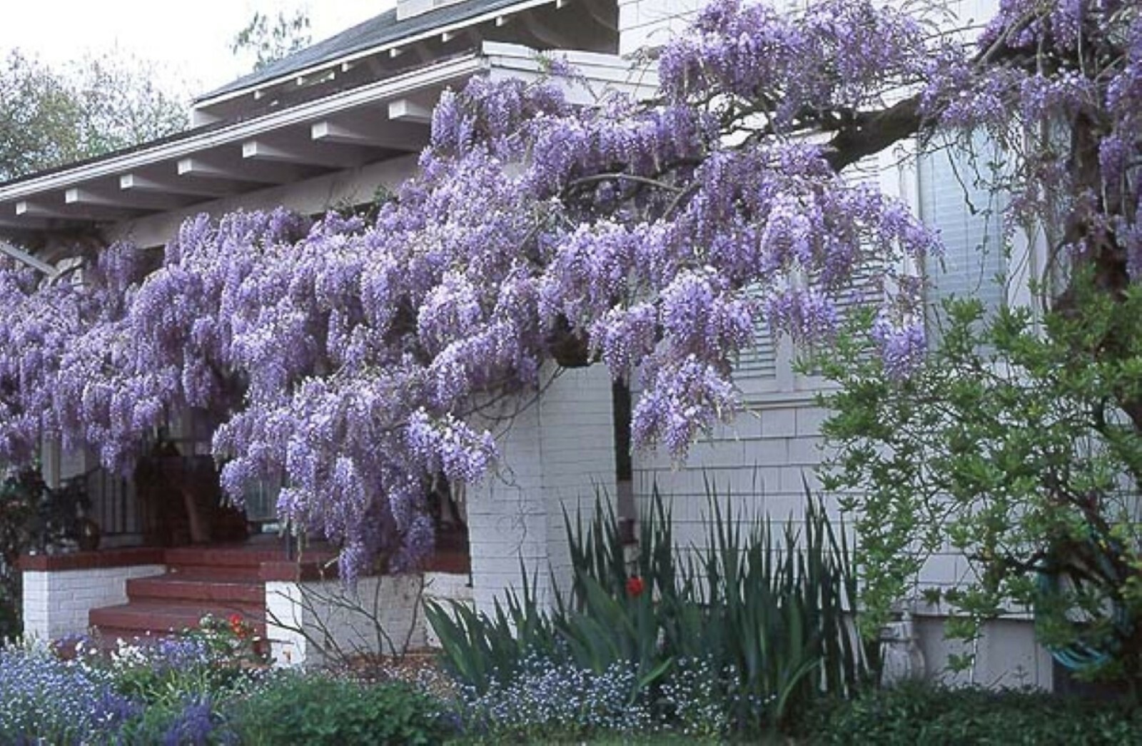 WISTERIA Blue Moon, Purple Flower Fragrant, well rooted seedling 1 yo
