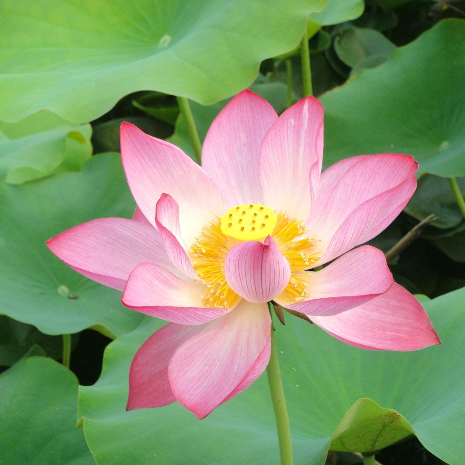 160+ Mixed Lotus Seeds for Planting – Non-GMO Aquatic Water Lilies for Ponds & G
