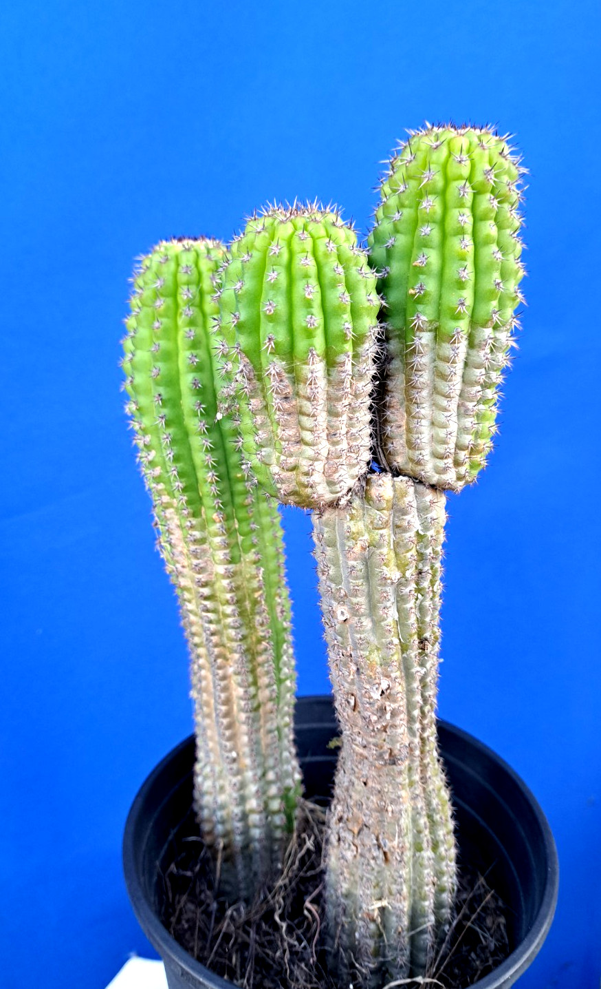 Cereus Brevispinulosus 3 Tops 2 Plants Cactus Plant 11-12H
