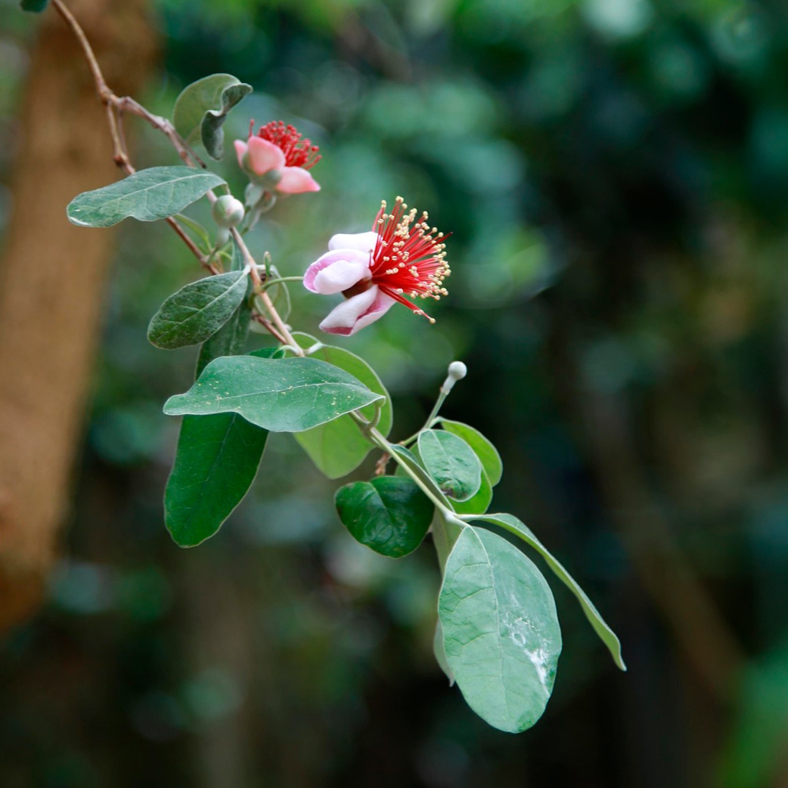 Pineapple Guava (Feijoa) Trees in 2.5-inch Nursery Cubes | Feijoa Sellowiana