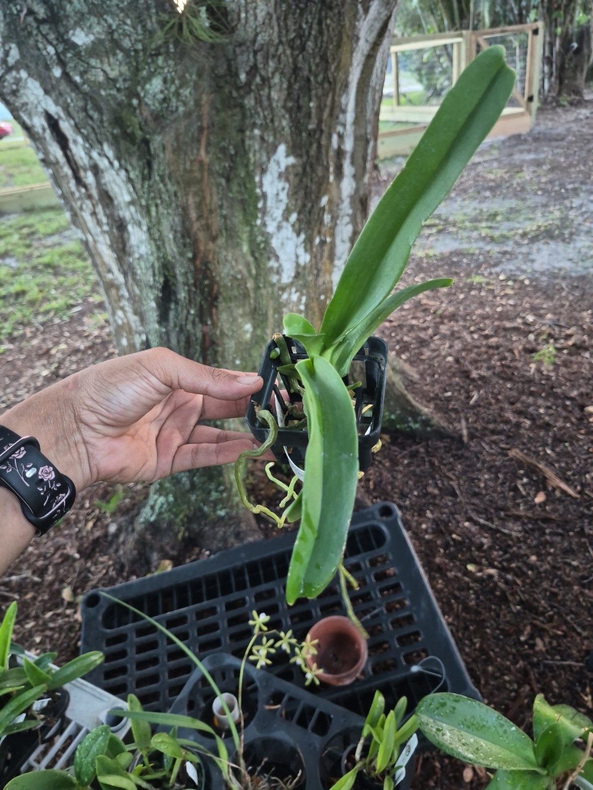 Vandachostylis Crownfox Magic Vanda Orchid Plant