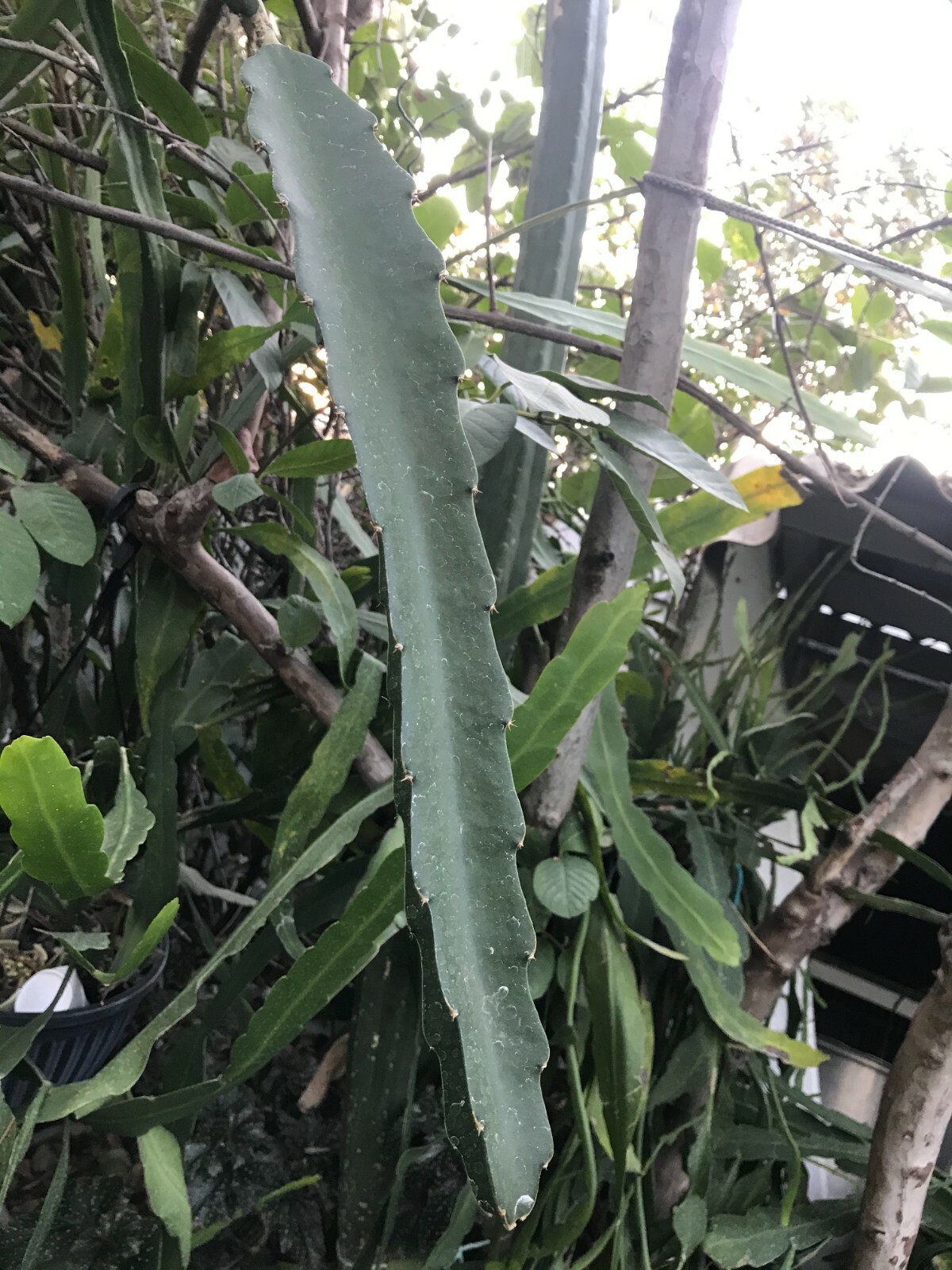 (1) Cutting ~White Flesh~ Dragon Fruit Plant Pitahaya Hylocereus 14″ – 18″ Long